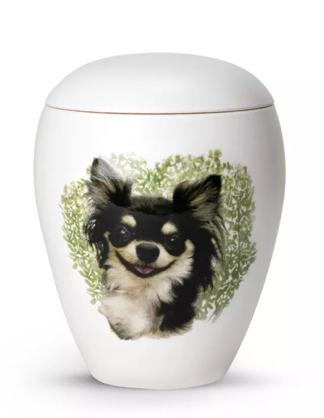 Motivurne Chihuahua