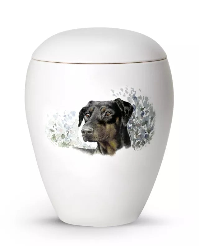 Motiv Dobermann