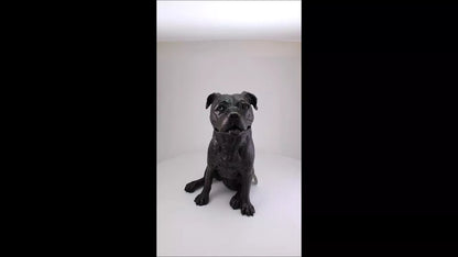 Produktvideo Kunstharzurne Staffordshire Bull Terrier-Skulptur