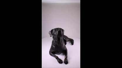 Produktvideo Kunstharzurne Rhodesian Ridgeback