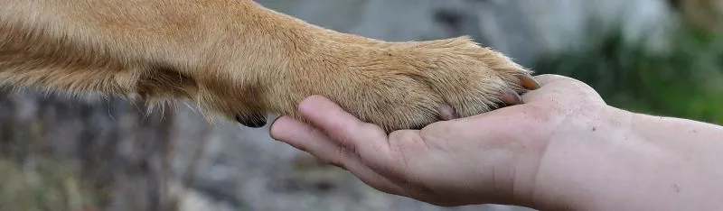 Verbundenheit Hundepfote in Kinderhand