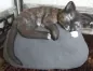 Mobile Preview: Katze auf Stein gestaltet