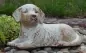Mobile Preview: Tierurne Hund liegend cremefarben