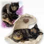 Preview: Tierurne Katze in Engelsflügel nach Fotovorlage bemalt, Flügel creme, Herz roségold Preview: Tierurne Katze in Engelsflügel nach Fotovorlage bemalt, Flügel creme, Herz roségold