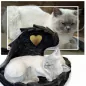 Preview: Tierurne Katze in Engelsflügel nach Fotovorlage bemalt, Flügel schwarz, Herz goldfarben Preview: Tierurne Katze in Engelsflügel nach Fotovorlage bemalt, Flügel schwarz, Herz goldfarben