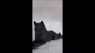 Preview: Produktvideo Kunstharzurne Husky-Skulptur Preview: Produktvideo Kunstharzurne Husky-Skulptur