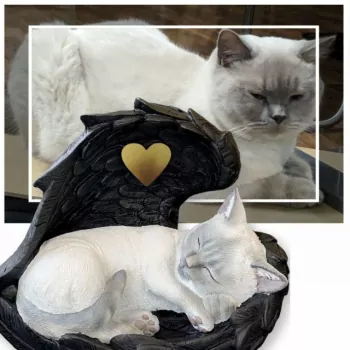 Tierurne Katze in Engelsflügel nach Fotovorlage bemalt, Flügel schwarz, Herz goldfarben