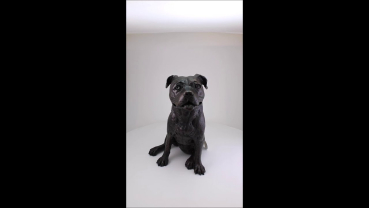 Preview: Produktvideo Kunstharzurne Staffordshire Bull Terrier-Skulptur