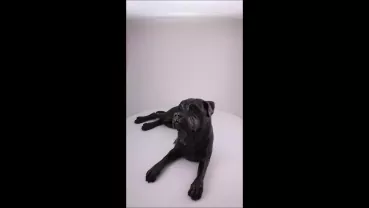 Produktvideo Kunstharzurne Boxer